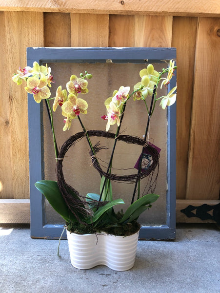 The H.B.I.C. Orchid