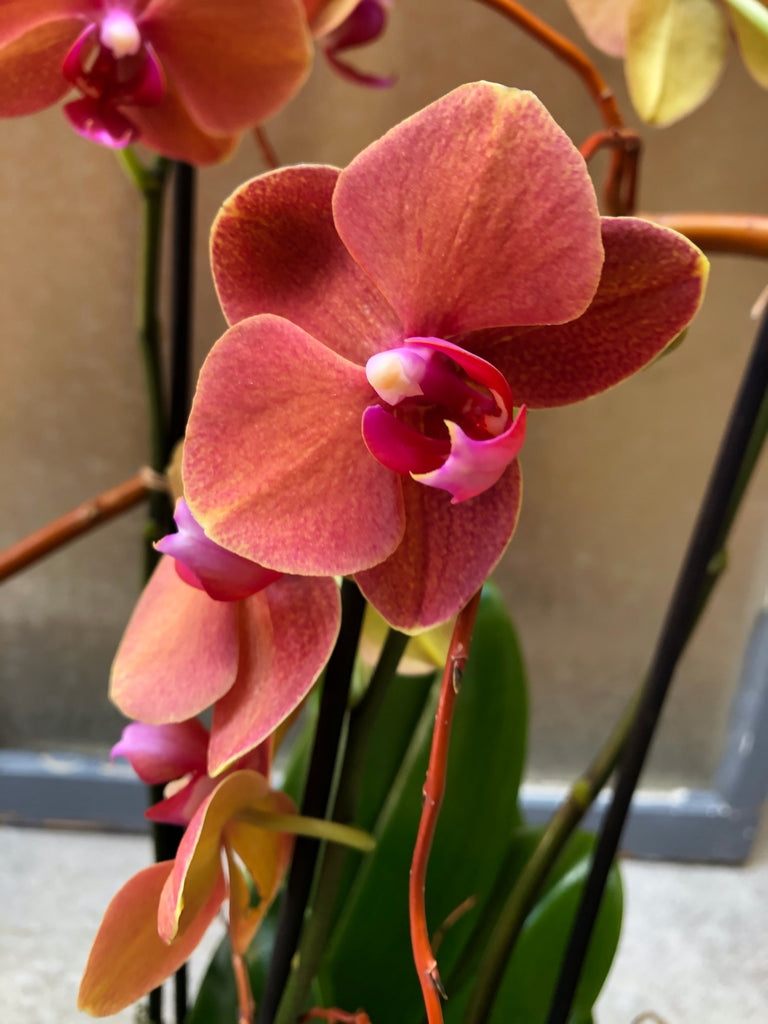 Plante orchidée phalaenopsis original
