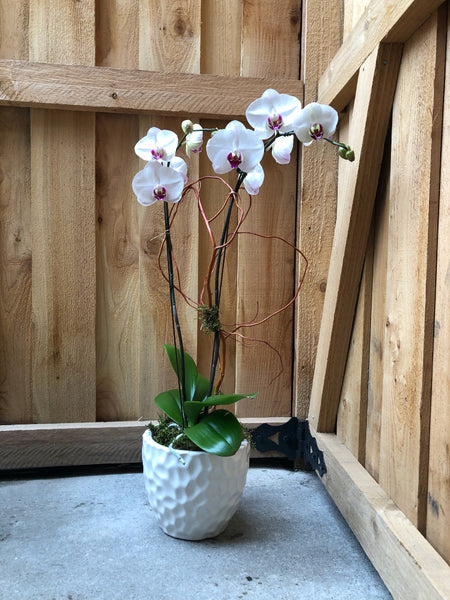 The H.B.I.C. Orchid