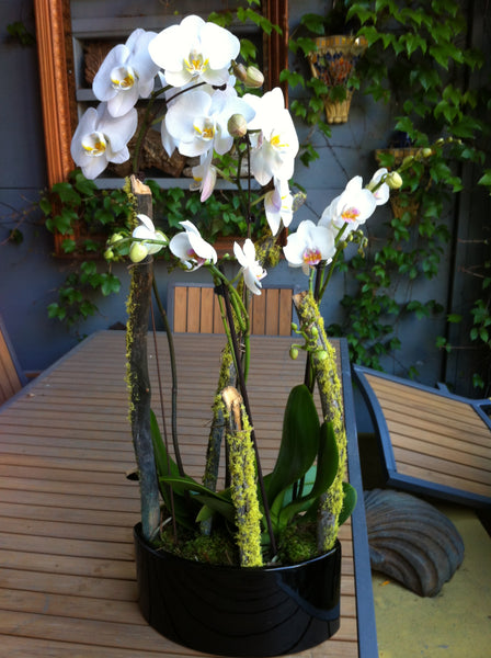 The Penthouse Orchid